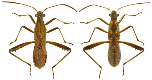 Réf. 344 034 : Alydus pilosulus